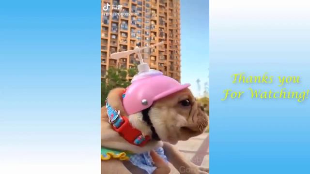 НОВЫЕ СМЕШНЫЕ ПОДБОРКИ ЖИВОТНЫХ/ РЖАЧНЫЕ ВИДЕО ЖИВОТНЫХ/ СМЕШНЫЕ ВИДЕО КОТОВ смотреть онлайн