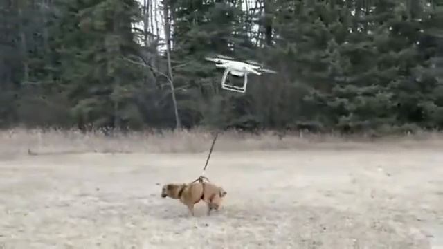 Когда лень выгуливать собаку/When lazy to walk the dog смотреть онлайн