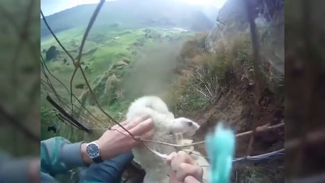 People Are Heroes! Sheep Rescue almost FAILs смотреть онлайн