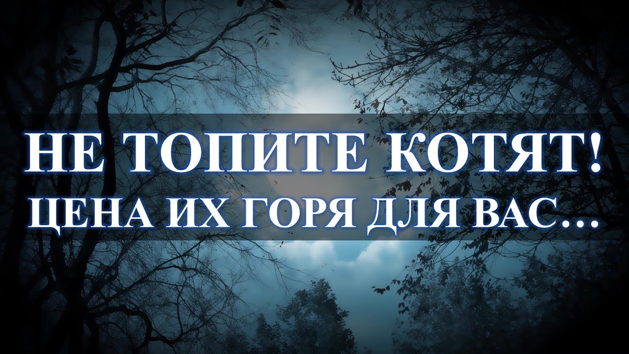 НЕ ТОПИТЕ КОТЯТ! ЧУВСТВА У ЖИВОТНЫХ И ЦЕНА ИХ ГОРЯ ДЛЯ ВАС: КОТЫ ПЛАЧУТ… смотреть онлайн