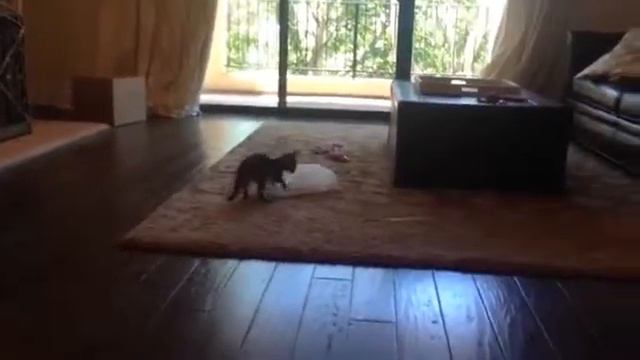 Котенок-боец дает дрозда взрослому коту.