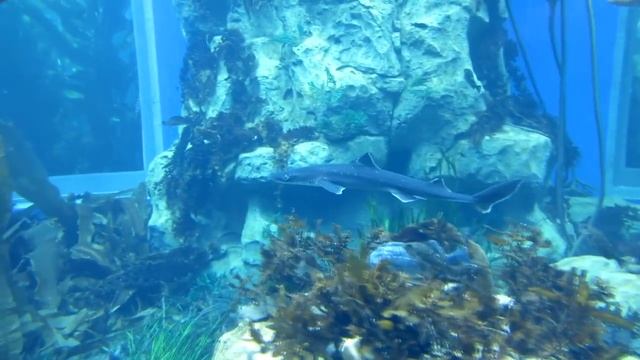 короткопёрая колючая акула (катран) смотреть онлайн