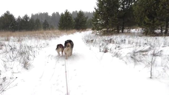 Маламуты тренировка смотреть онлайн
