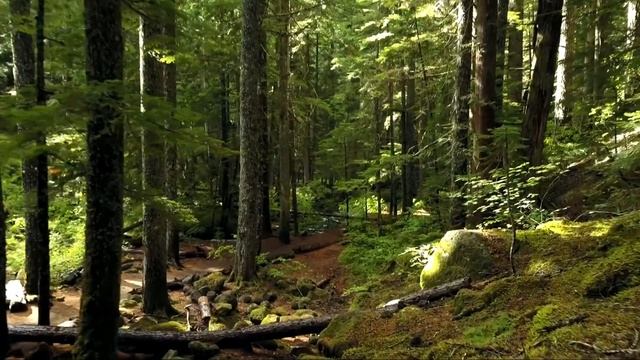 ЗВУКИ ЛЕСА ЛЕСНОЙ РЕКИ И ПЕНИЕ ПТИЦ #012 смотреть онлайн