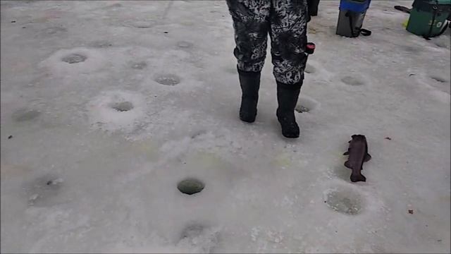 Утро на спорт-зоне. Форель клюет по всей акватории. Клёвое место Лосиный остров. смотреть онлайн