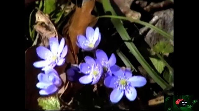 Кот нашел Редкие грибы - Земляная Звезда. Павел Лясковский смотреть онлайн