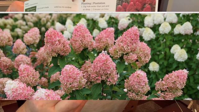 Proven Winners Plants sent me a new Hydrangea! Quick Fire Fab Panicle Hydrangea смотреть онлайн