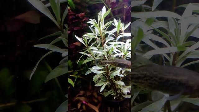 Людвигия инклината Куба белая / Ludwigia Inclinata Cuba White Edge смотреть онлайн