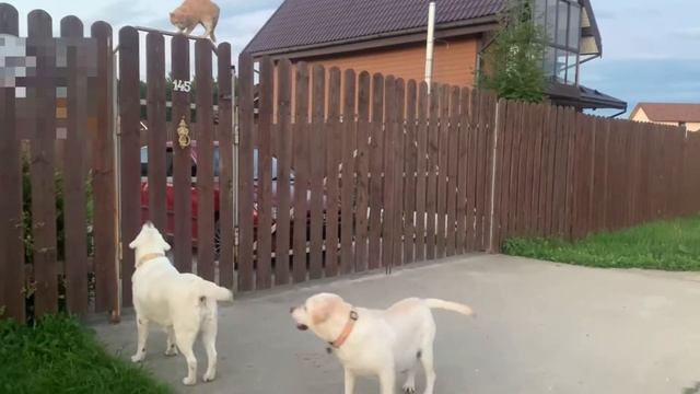 а потом.....   суп с котом))