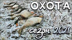 Отличная вечерка на уток и долгожданный гусь | Осенняя охота