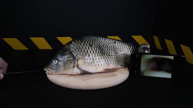 ЧТО ЕСЛИ ЭНДОСКОП ОПУСТИТЬ в УНИТАЗ НА 5 МЕТРОВ? ЭНДОСКОП В КОКА КОЛЕ, КОКОСЕ, РЫБЕ, ЧИПСАХ и M&Ms смотреть онлайн