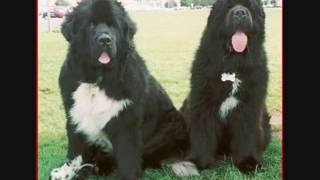 You're Not Allowed (Harve Bishop) смотреть онлайн