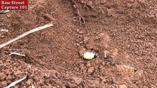 Vietnam wild food - Fresh EARTH WORMS from SUGAR CANE смотреть онлайн