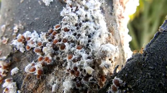 Schildläuse Familie Coccoidea смотреть онлайн