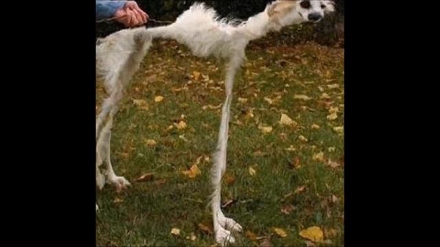 Rämmar Gang with random pictures смотреть онлайн
