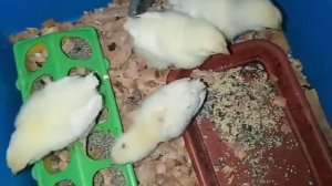 РЕЗУЛЬТАТ ПРОПОЙКИ КУР, ЦЫПЛЯТ СЕДИМИНОМ/СЕКРЕТ ЗДОРОВОГО РОСТА!