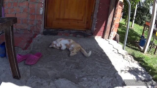 Саша делал лестницу, а получился журнальный столик. Пусть тебе приснится дружественная страна.Брест смотреть онлайн