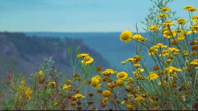 Потрясающая природа. Релакс, Медитация, Сон / Relaxing Nature Video смотреть онлайн
