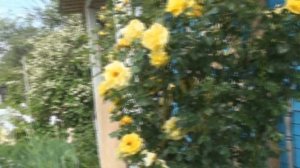 ПЛЕТИСТАЯ РОЗА "GOLDEN  PARFUM"