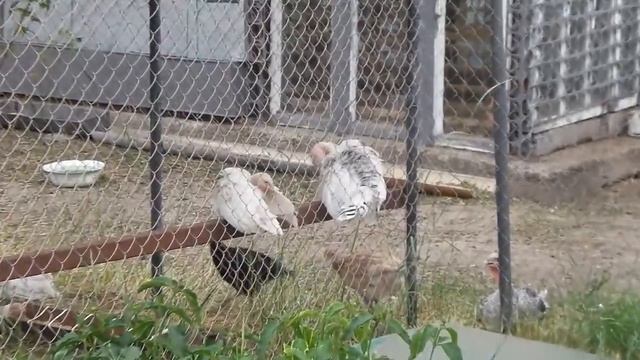 Индюки любят высоту. Turkeys like height. смотреть онлайн