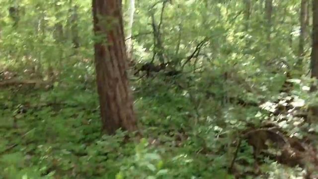 #2 тис Дальневосточный