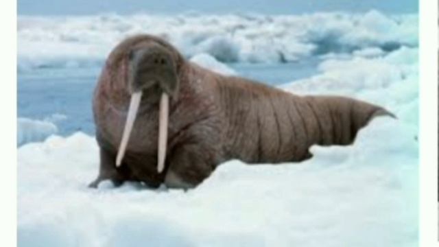 " Животный мир Антрактиды" смотреть онлайн