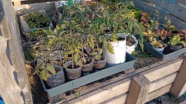 Компостний ящик - маленька тепличка для розсади#лайфхак#Компостовник смотреть онлайн