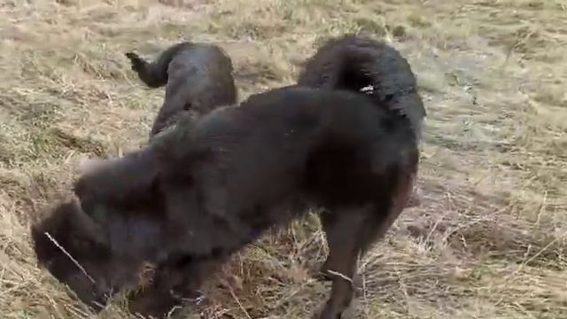 Монгольская овчарка банхар. Мышкуют???Октай и Айдан. 1 мая 2021 г. смотреть онлайн
