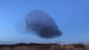 Мурмурация - совместный танец тысяч птиц.