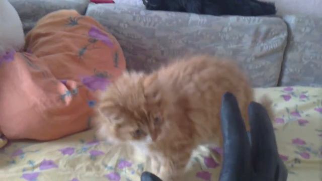 Маленький домашний тигр .MP4 смотреть онлайн