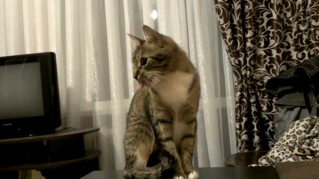 Реакция кошки на скотч. смотреть онлайн