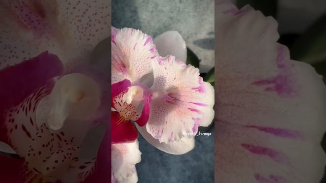 Phal. Mini Dog 🌸 | Милая и нежная азиатская орхидея бабочка | Домашнее цветение #орхидеи #orchids смотреть онлайн