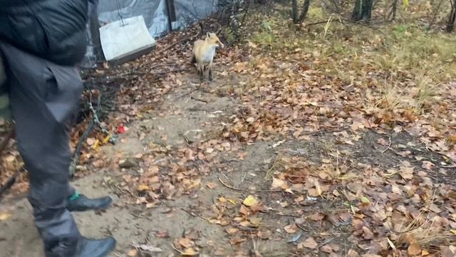 Интересная собака в лесу. Что за порода? Чихуа-хуа? ?