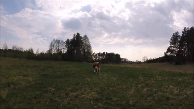 Конец апреля. Обо всем понемногу. // Жизнь в деревне. смотреть онлайн