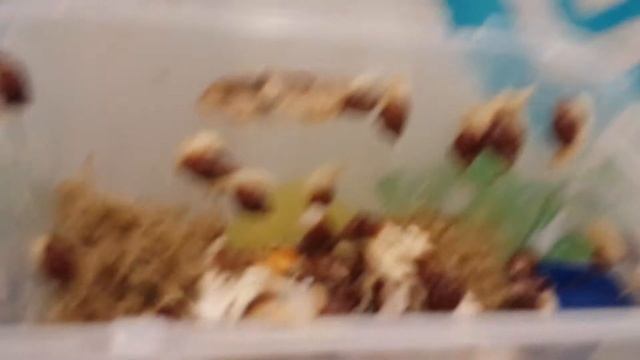 Улитки Ахатины. Домик своими руками смотреть онлайн