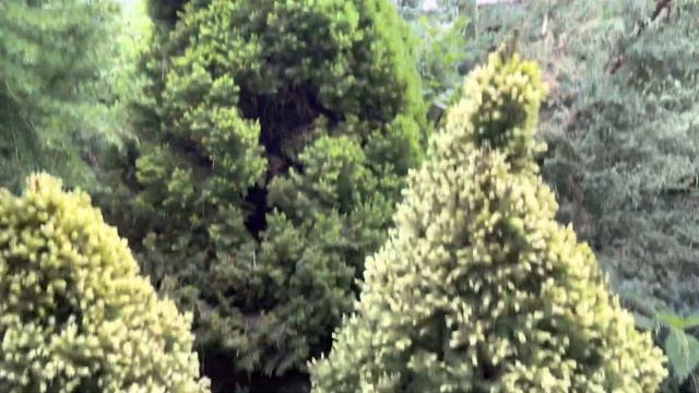 Моя любимая дача 20 мая 2023❤️Яблони в цвету❤️высадила томаты, петунии, рододендрон. Хосты❤️ смотреть онлайн