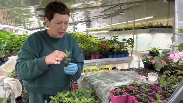 Метельчатые гортензии, черенкование от А до Я. Результат 100%. Практика. смотреть онлайн