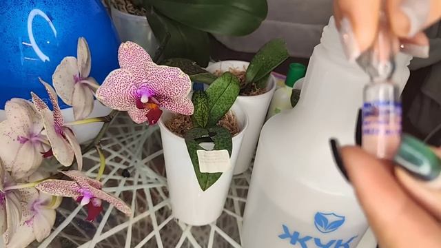 От ЭТОЙ СМЕСИ начнет РАСТИ даже ПАЛКА ❗Орхидеи реанимашки 3 парфюмерные фабрики смотреть онлайн