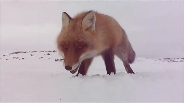 Териберка. Лиса.