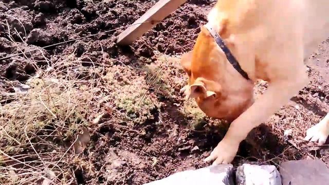 Питбуль Альф прячет кость. смотреть онлайн