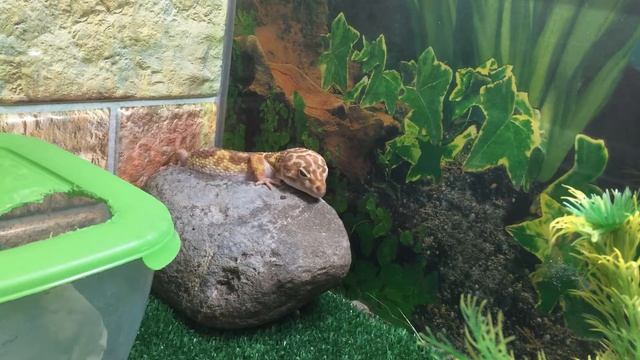 Разведение и инкубация эублефаров смотреть онлайн