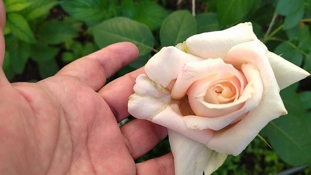 Новые розы Пьер де Ронсар, Новалис, Голуче.