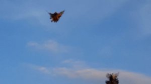 г.Обоянь. Николаевские Торцовые голуби.