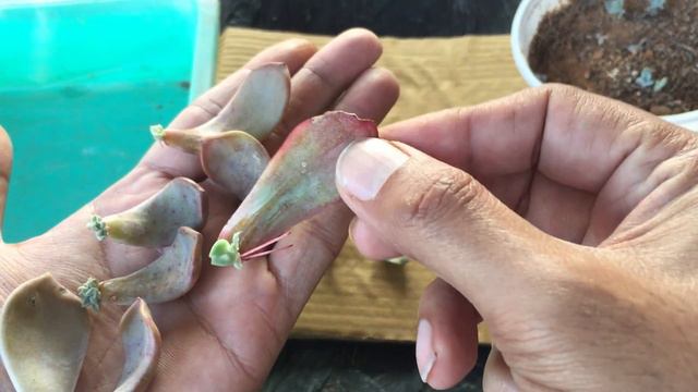 SOME IGNORED LEAF PROPAGATION LOL | SUCCULENT CARE TIPS
