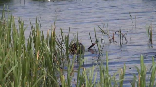 Поиски прозрачной воды на Верхневолжских озерах