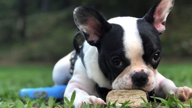 Beautiful Dreamer by Stephen Foster for Clarinet and Piano смотреть онлайн