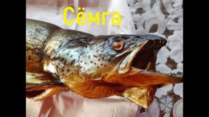 Рыба горячего копчения Копчёная СЁМГА В КОПТИЛЬНЕ