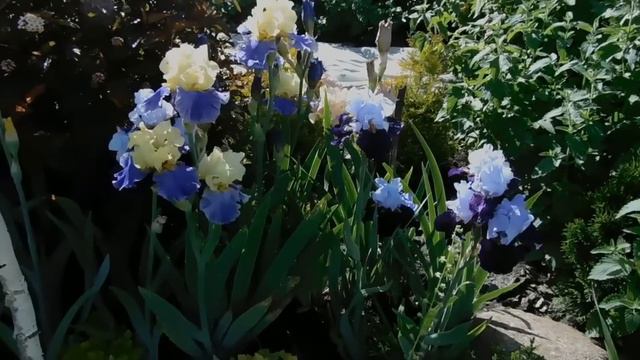 Июньская красота сада! смотреть онлайн