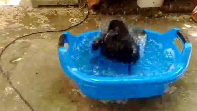 Ворон. Настоящий ворон. смотреть онлайн