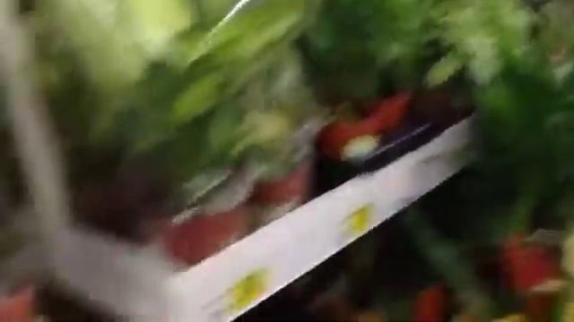 Valentine's Day 14 february 2016 tangerine tree and lemon tree смотреть онлайн